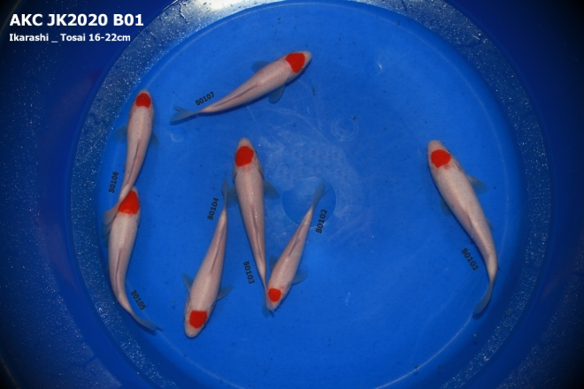 AKC KOI Import 2020_ Tancho _ B01